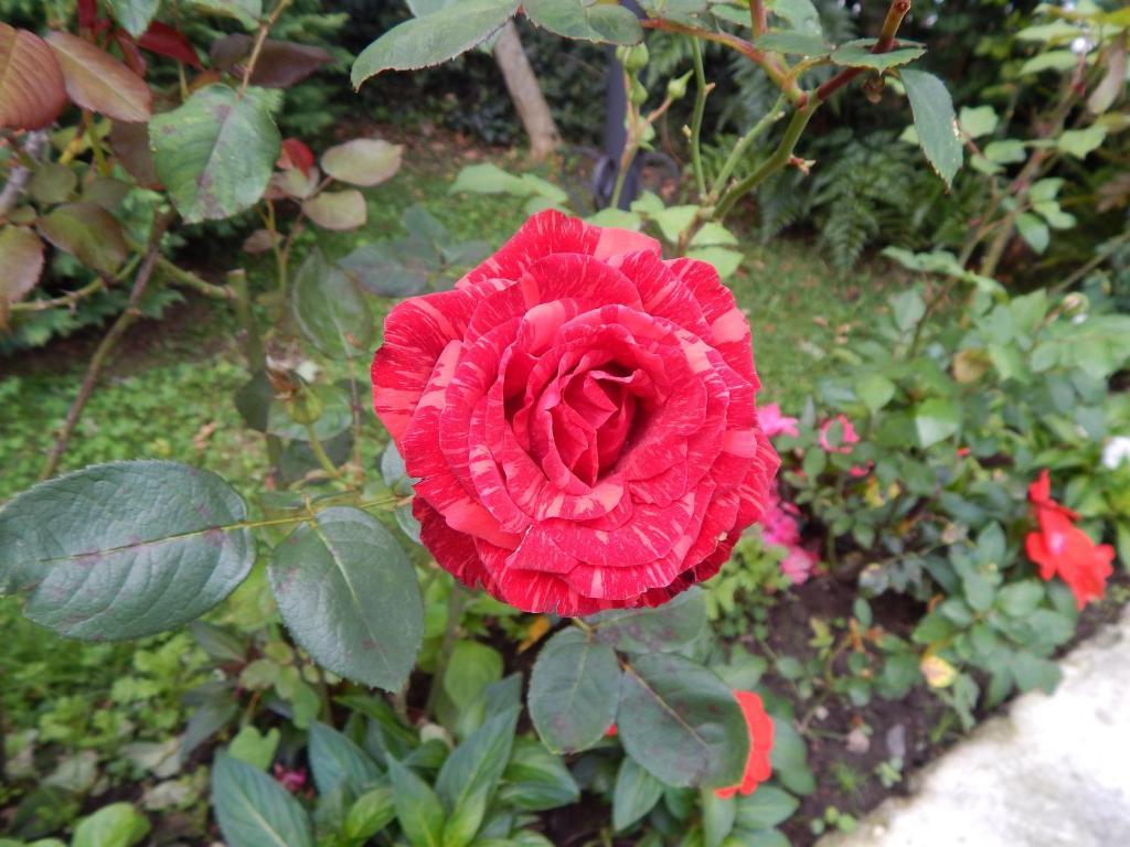 Campos do Jordão Hotel Aldeia Da Serra מראה חיצוני תמונה